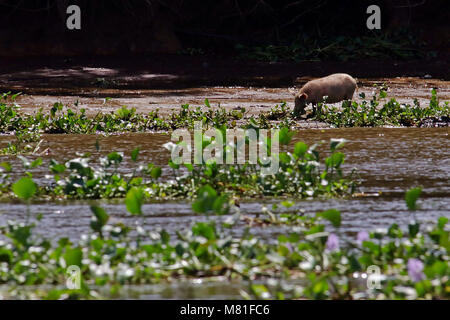 Ein Schwein Weiden am Ufer des Rio Sierpe in der Provinz Puntarenas, Costa Rica Stockfoto