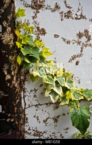 Englisch Efeu (Hedera Helix) Reben verwurzelt in der Rinde von Sturm