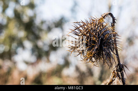 Tot verfallende Welt Thistle allein stehend an einem Wintertag Stockfoto