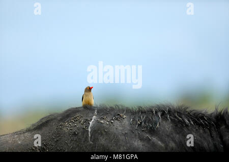 Red billed Oxpecker auf ein Büffel Stockfoto