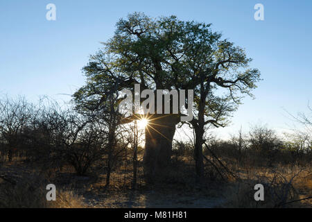 Ein Baobab Baum in der Dämmerung Stockfoto