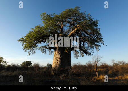 Ein Baobab Baum in der Dämmerung Stockfoto