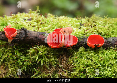 Eine kleine Gruppe von Scarlet Elfcup (Sarcoscypha Elfcup austriacaor) Ruby (Sarcoscypha coccinea), der aus einer verfallenden unter einem Erdhügel moss anmelden. Stockfoto
