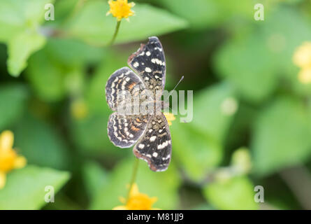 Texan Crescent (Anthanassa texana) Stockfoto