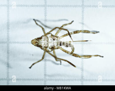 Verworfen Exoskelett (exuvia) eines Blattes-footed Bug, wahrscheinlich von einem westlichen Nadelbaum Same bug, Leptoglossus occidentalis bezeichnet Stockfoto