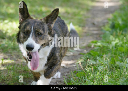 Cardigan Welsh Corgi in einem Park Stockfoto