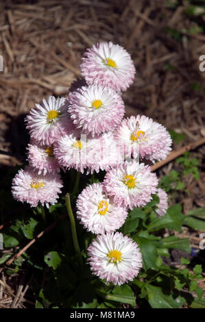 Sydney Australien, Erdbeeren und Sahne englisch Daisy Stockfoto