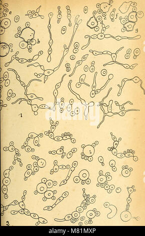 Bulletin trimestriel de la Société mycologique de France (1924-1999.) (20318061029) Stockfoto