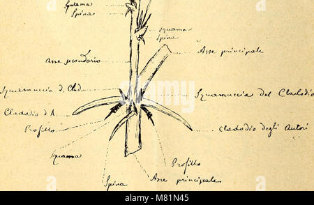 Bullettino delle sedute della Accademia gioenia di Regional naturali in Catania (1911) (20509450585) Stockfoto