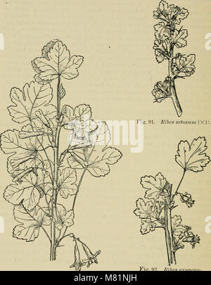 Bush - Früchte; eine gärtnerische Monographie von Himbeeren, Brombeeren Taubeeren, Johannisbeeren, Stachelbeeren und andere Strauch Früchte (1907) (14755851616) Stockfoto