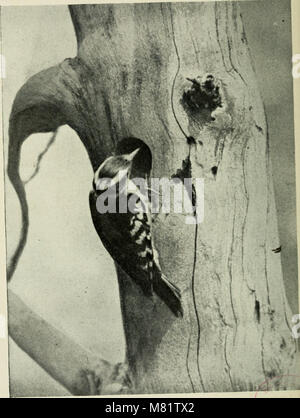 Kamera Studien der wildlebenden Vögel in ihren Wohnungen (1911) (14748444941) Stockfoto