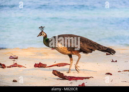 Peacock zu Fuß am Strand, Koh Mun Nork, Thailand Stockfoto