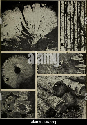 Bulletins auf Wald Pathologie - von Bulletin US-D.A., Washington, D.C., 1913-1925 (1913) (20317406680) Stockfoto