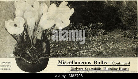 Glühbirnen und winterharte Pflanzen für Herbst - Spezialitäten Tulpen, Narzissen, Lilien und Wahl pernnials (1915) (20231843338) Stockfoto