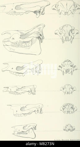 Das 1881 erschienene Bulletin des American Museum of Natural History umfasst Forschungen zu verschiedenen naturgeschichtlichen Themen, mit Beiträgen von Experten aus Anthropologie, Archäologie, Zoologie und Geologie. Stockfoto