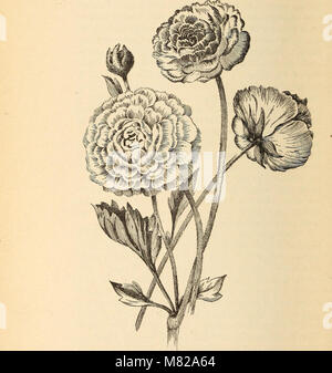 Diese Arbeit aus dem Jahr 1893 konzentriert sich auf Zwiebeln und Knollenwurzelpflanzen und bietet detaillierte Beschreibungen, Vermehrungsmethoden und Pflegeanweisungen für den erfolgreichen Anbau in Gärten, Häusern und Gewächshäusern. Stockfoto