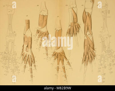 Bulletin biologique de la France et de la Belgique (1892) (19808484963) Stockfoto