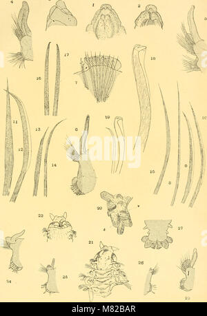 Bulletin biologique de la France et de la Belgique (1896) (20242827349) Stockfoto