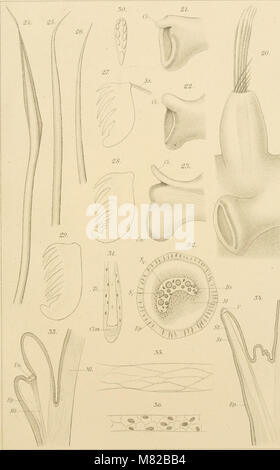 Bulletin biologique de la France et de la Belgique (1897) (20242168660) Stockfoto