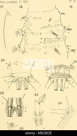 Bulletin biologique de la France et de la Belgique (1911) (20241744958) Stockfoto