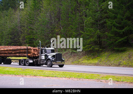 Schwarz klassisch stilvollen beliebte amerikanische kraftvoller Big Rig Semi Truck Transport von Protokollen auf dem Auflieger auf der grünen Straße mit Wald Hintergrund Stockfoto