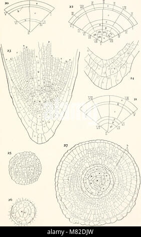Der Carnegie Institution in Washington Veröffentlichung (1908) (19914296423) Stockfoto