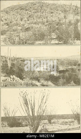 Der Carnegie Institution in Washington Veröffentlichung (1920) (20511036976) Stockfoto