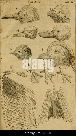 Caroli Linnaei - Systema Naturae; sistens Regna tria Naturae, in Klassen et Ordines, Genera et Arten redacta tabulisque Aeneis illustrata (1748) (19918168013) Stockfoto