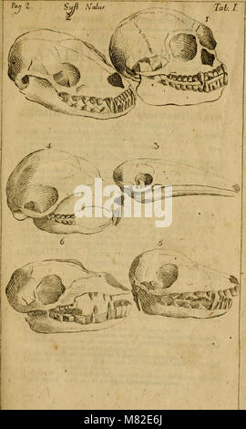 Caroli Linnaei - Systema Naturae; sistens Regna tria Naturae, in Klassen et Ordines, Genera et Arten redacta tabulisque Aeneis illustrata (1748) (20351006290) Stockfoto