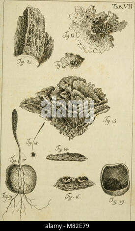 Caroli Ludovici Willdenow Florae Berolinensis prodromus - secundum systema Linneanum ab Illustr. viro ac-eq. C.P. Thunbergio emendatum conscriptus (1787) (14586587630) Stockfoto