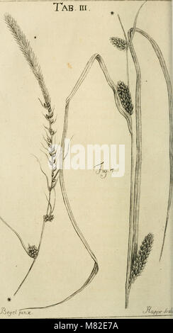 Caroli Ludovici Willdenow Florae Berolinensis prodromus - secundum systema Linneanum ab Illustr. viro ac-eq. C.P. Thunbergio emendatum conscriptus (1787) (14586635559) Stockfoto