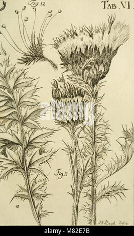 Caroli Ludovici Willdenow Florae Berolinensis prodromus - secundum systema Linneanum ab Illustr. viro ac-eq. C.P. Thunbergio emendatum conscriptus (1787) (14586638209) Stockfoto