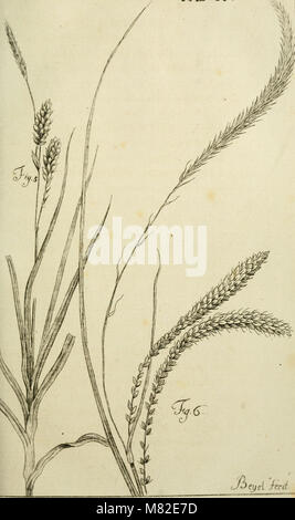 Caroli Ludovici Willdenow Florae Berolinensis prodromus - secundum systema Linneanum ab Illustr. viro ac-eq. C.P. Thunbergio emendatum conscriptus (1787) (14586807447) Stockfoto