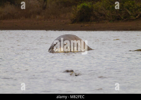 Tote Hippo im Krüger-Nationalpark Wasserloch.  Safari und Tierwelt, Südafrika. Afrikanische Tiere Stockfoto