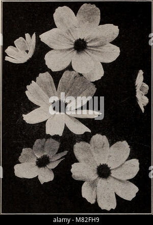 Katalog 1915 - Samen, Knollen, Sträucher (1915) (20389303088) Stockfoto