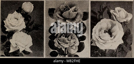 Katalog 1915 - Samen, Knollen, Sträucher (1915) (20551157506) Stockfoto