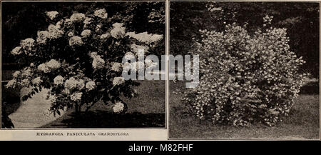 Katalog 1915 - Samen, Knollen, Sträucher (1915) (20551168676) Stockfoto