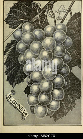 Katalog von Andorra Baumschulen - Wahl hardy Bäume, Sträucher, Pflanzen, Rosen, und Obst (1893) (20584408811) Stockfoto