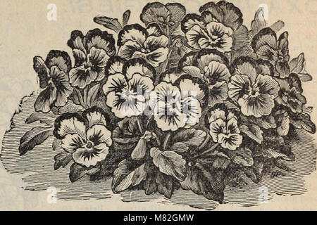 Katalog der floralen Schönheiten - Frühjahr 1897 (1897) (19924875044) Stockfoto