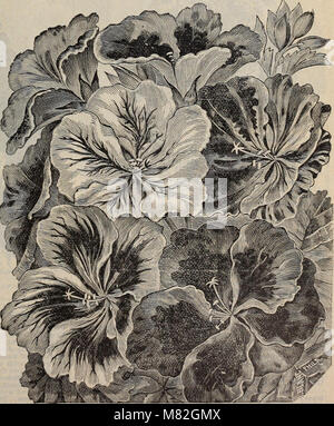 Katalog der floralen Schönheiten - Frühjahr 1897 (1897) (20359311220) Stockfoto