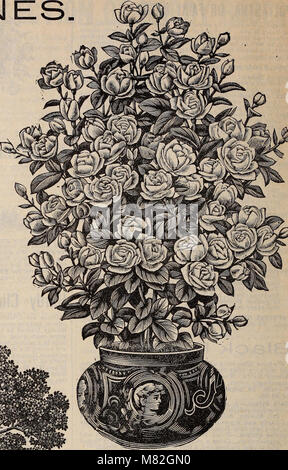 Katalog der floralen Schönheiten - Frühjahr 1897 (1897) (20538553482) Stockfoto