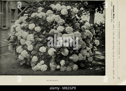 Katalog von Obst- und Bäume, Sträucher, Kletterpflanzen, Rosen, etc. (1901) (20568416131) Stockfoto