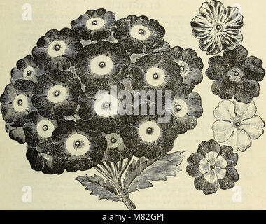 Dieser Katalog 1893 bietet eine umfassende Liste von Obst- und Zierbäumen, Reben, Sträuchern, Pflanzen, Rosen, und harte Glühlampen. Es bietet detaillierte Informationen über Wachstum, Pflege und Eigenschaften, die für Gärtner und Gärtner nützlich sind. Stockfoto