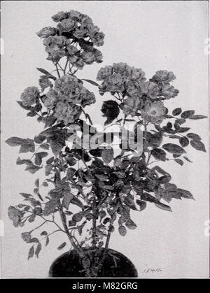 Katalog der Obstbäume, Rebstöcke Zierarten, etc. (1909) (20580850525) Stockfoto