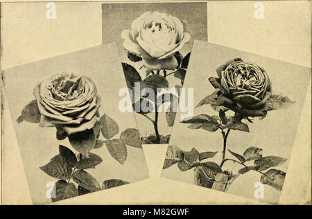 Katalog von Holland Glühlampen Rosen und Spezialitäten für den Herbst einpflanzen, 1900 (1900) (14767823055) Stockfoto