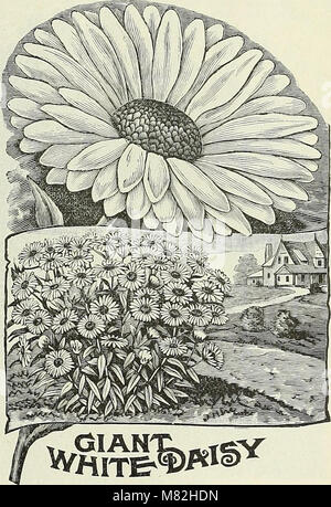 Katalog der Samen und gärtnerischen Verbrauchsmaterialien - Gemüse, Blumen, Blumenzwiebeln, Pflanzen (1896) (20357644340) Stockfoto