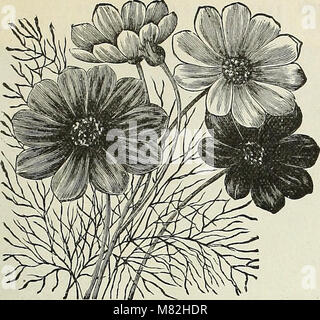 Katalog der Samen und gärtnerischen Verbrauchsmaterialien - Gemüse, Blumen, Blumenzwiebeln, Pflanzen (1896) (20519443656) Stockfoto