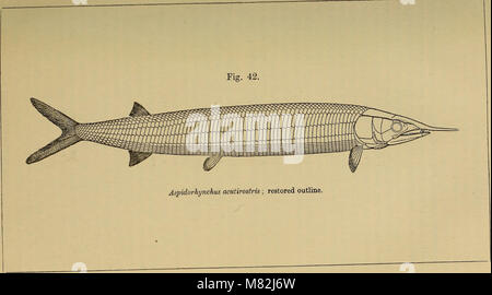 Katalog der Fossile Fische im British Museum (Natural History) (1889) (20554136676) Stockfoto