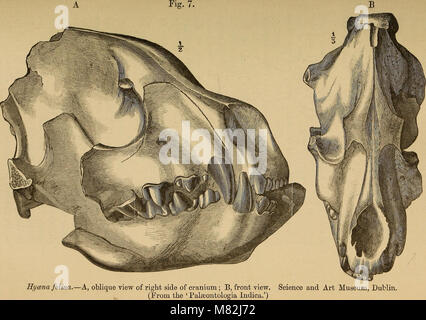 Katalog der fossil Mammalia im British Museum (Natural History) (1885) (20586583591) Stockfoto