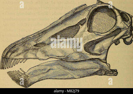 Katalog der fossilen Reptilien und Amphibien im British Museum (Natural History) von Richard Lydekker (1888) (19957563364) Stockfoto